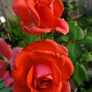 Meet your Posher, Sherry